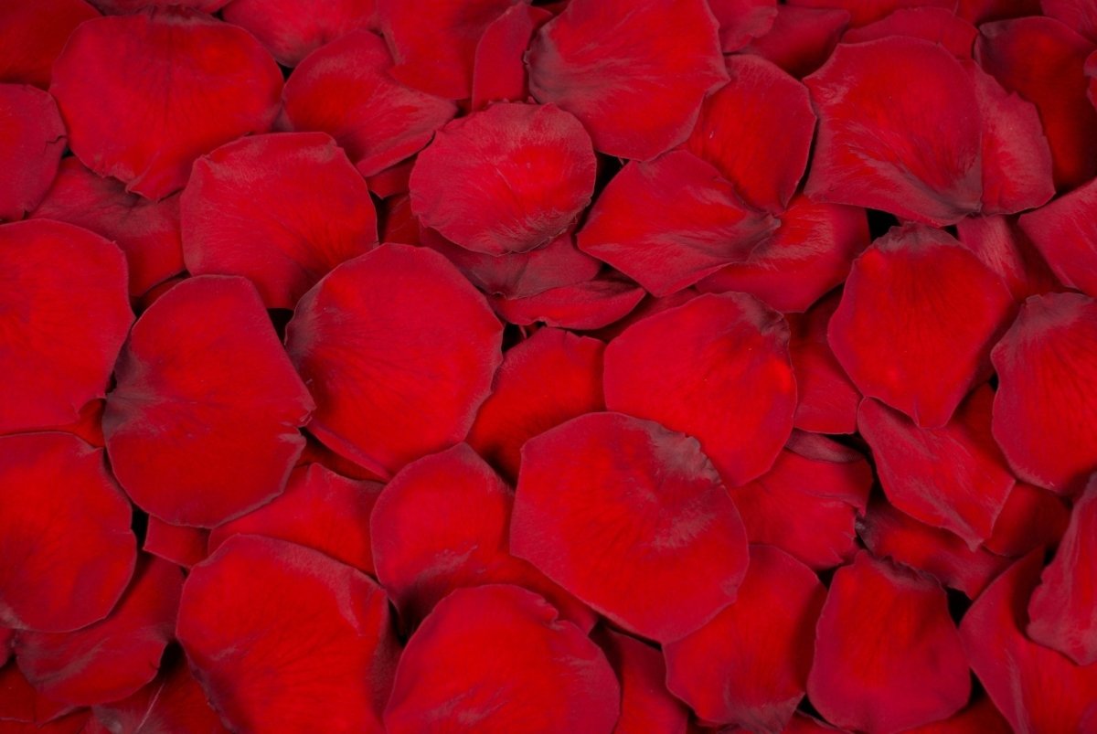 Vandre Rosenblad Torkade rosenblad | Beställ före 15:00, leverans i morgon – Sweet Colours